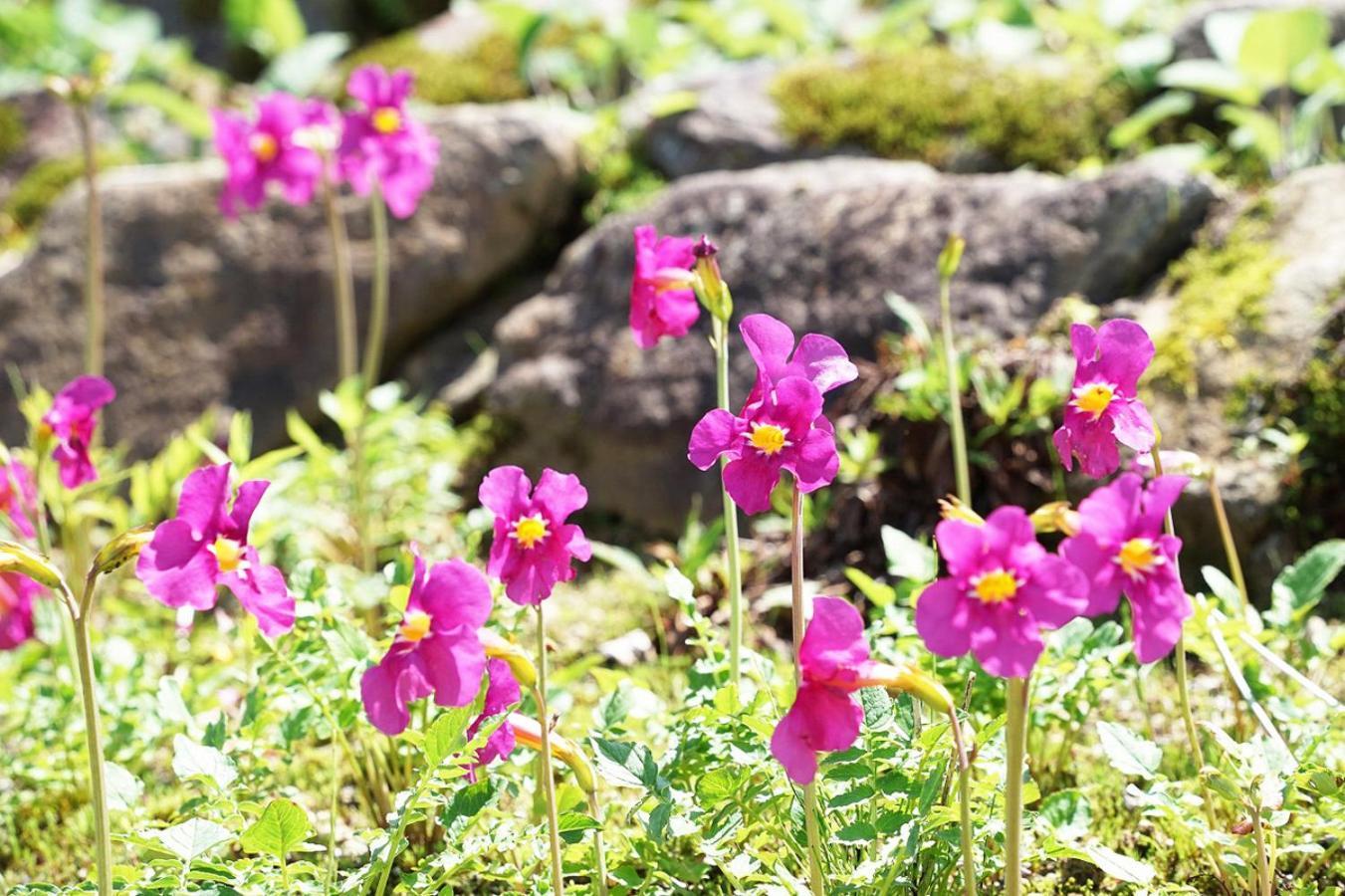 ペンション　リスの小屋 白馬村 エクステリア 写真